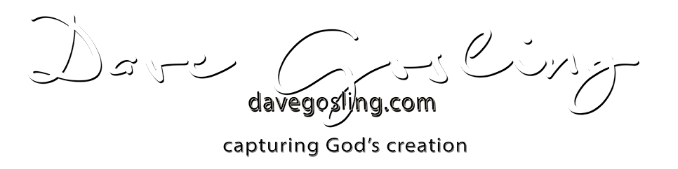 DavidGeoffreyGosling Photography blog logo